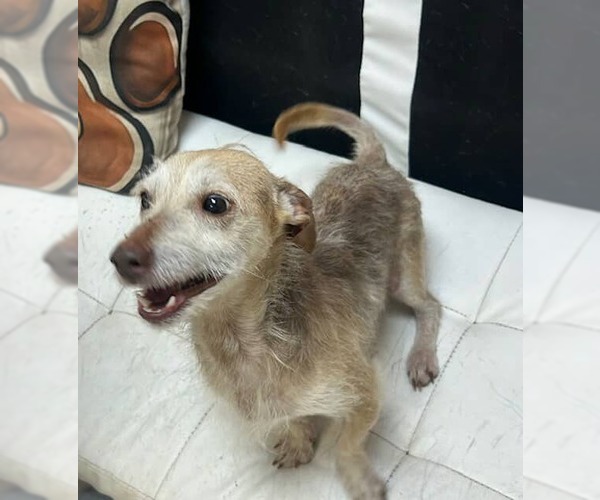 Medium Photo #11 Chihuahua-Unknown Mix Puppy For Sale in Princeton, MN, USA