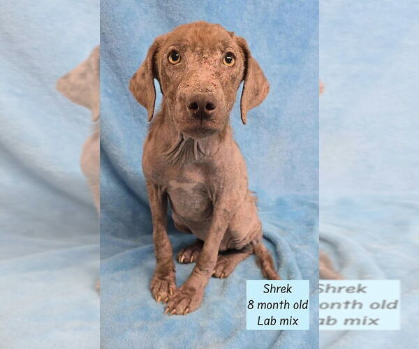 Medium Photo #1 Labrador Retriever-Unknown Mix Puppy For Sale in Brewster, NY, USA