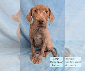Labrador Retriever-Unknown Mix Dogs for adoption in Brewster, NY, USA