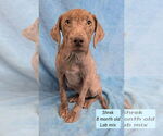 Small Labrador Retriever Mix