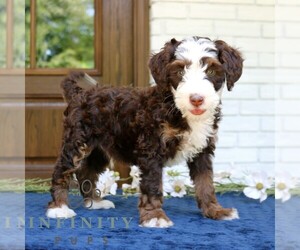 Bernedoodle (Miniature) Puppy for sale in NARVON, PA, USA
