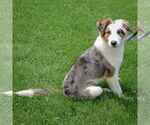 Small #3 Australian Shepherd