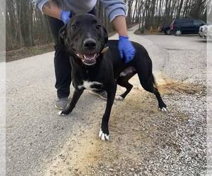 Labrador Retriever Dogs for adoption in Frenchburg, KY, USA