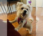 Small Mutt