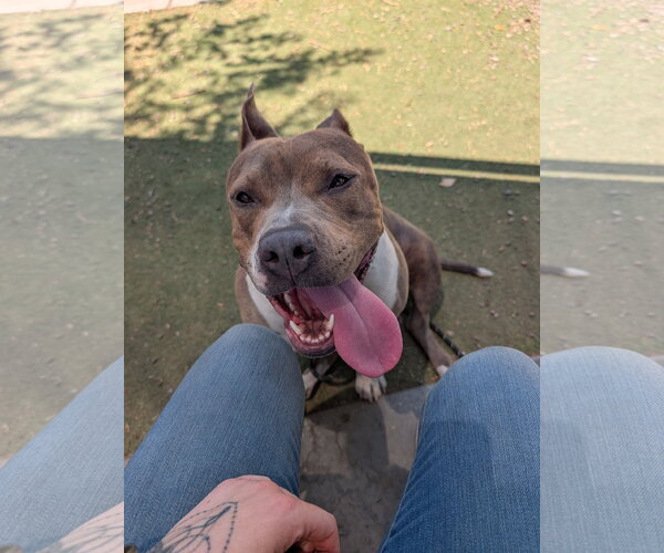 Medium Photo #4 American Bulldog-Unknown Mix Puppy For Sale in Chandler, AZ, USA