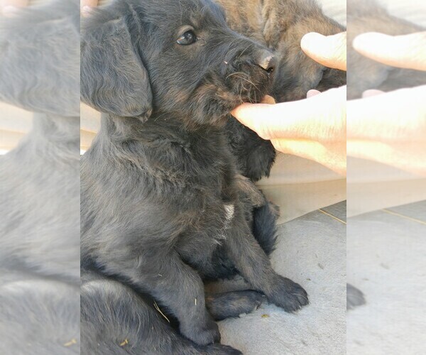 Medium Photo #17 Shepadoodle Puppy For Sale in FOUNTAIN, CO, USA