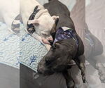 Small #2 American Pit Bull Terrier-Bulldog Mix