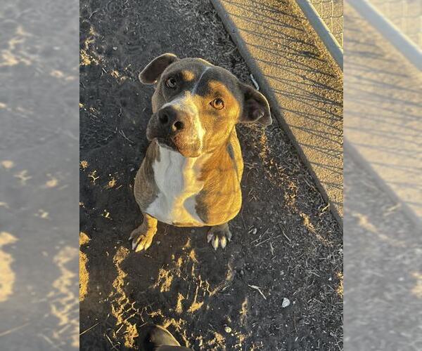 Medium Photo #1 American Staffordshire Terrier Puppy For Sale in Corpus Christi, TX, USA