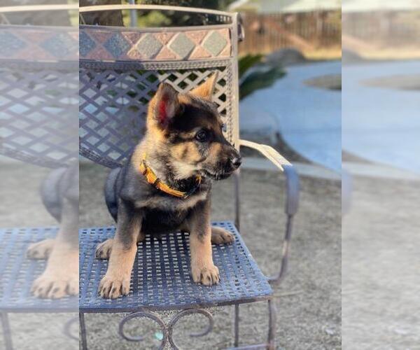 Medium Photo #1 German Shepherd Dog Puppy For Sale in BAKERSFIELD, CA, USA