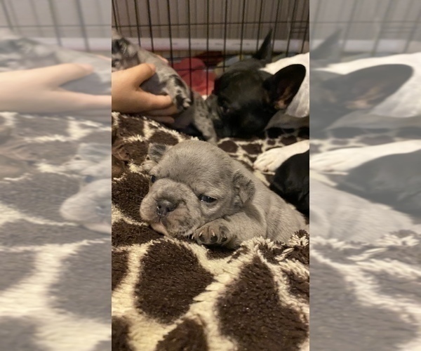 Medium Photo #145 French Bulldog Puppy For Sale in CERES, CA, USA