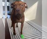 Small #5 American Pit Bull Terrier-Staffordshire Bull Terrier Mix