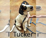 Small Beagle Walker Coonhound