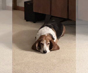 Jaxx - Male Basset Hound Dog for Adoption - Photo #2