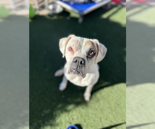 Medium Photo #1 Boxer Puppy For Sale in Chula Vista, CA, USA