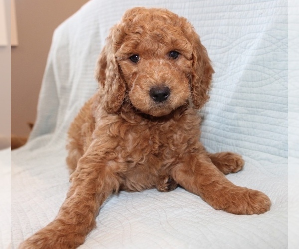 Medium Photo #2 Goldendoodle Puppy For Sale in VALRICO, FL, USA
