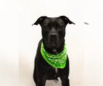 Small #1 Mutt