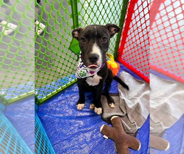 Medium Photo #19 American Pit Bull Terrier-Labrador Retriever Mix Puppy For Sale in OKLAHOMA CITY, OK, USA
