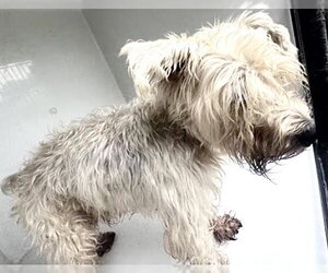 Mutt Dogs for adoption in Houston, TX, USA