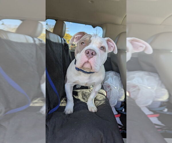 Medium Photo #1 American Staffordshire Terrier-Unknown Mix Puppy For Sale in Wenonah, NJ, USA