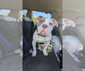 American Staffordshire Terrier-Unknown Mix Dogs for adoption in Wenonah, NJ, USA