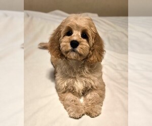 Cockapoo Puppy for sale in PALM COAST, FL, USA