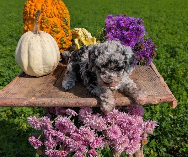 Medium Photo #6 Poodle (Toy) Puppy For Sale in GOSHEN, IN, USA