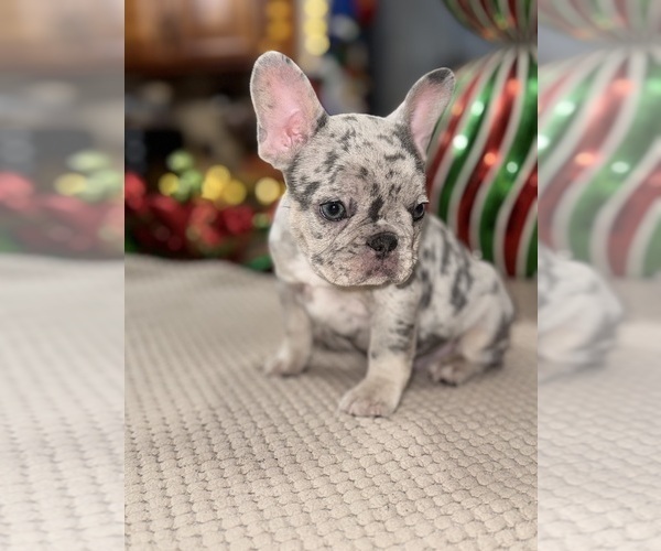 Medium Photo #4 French Bulldog Puppy For Sale in HILTON, NY, USA
