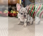 Small Photo #4 French Bulldog Puppy For Sale in HILTON, NY, USA