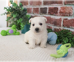 Small #12 West Highland White Terrier