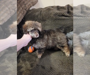 Father of the Poodle (Toy) puppies born on 03/14/2026