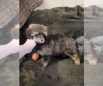 Small Photo #1 Poodle (Toy) Puppy For Sale in MORRISON, CO, USA