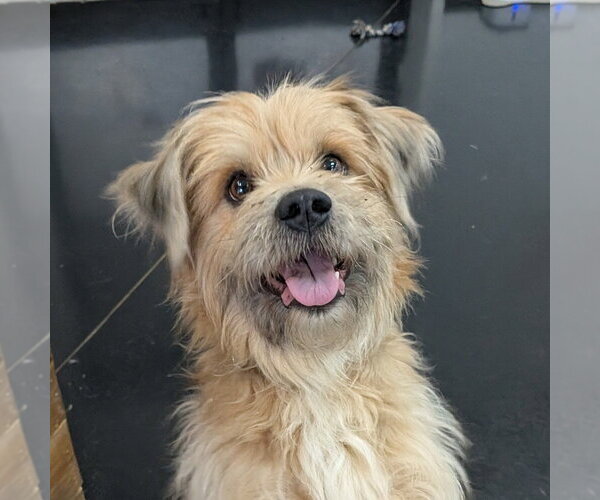 Medium Photo #2 Mutt Puppy For Sale in Vail, AZ, USA