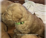 Small Photo #12 Goldendoodle Puppy For Sale in WACO, TX, USA