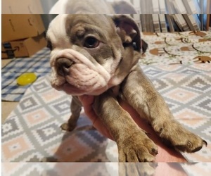 Great Dane Puppy for sale in FOLKSTON, GA, USA