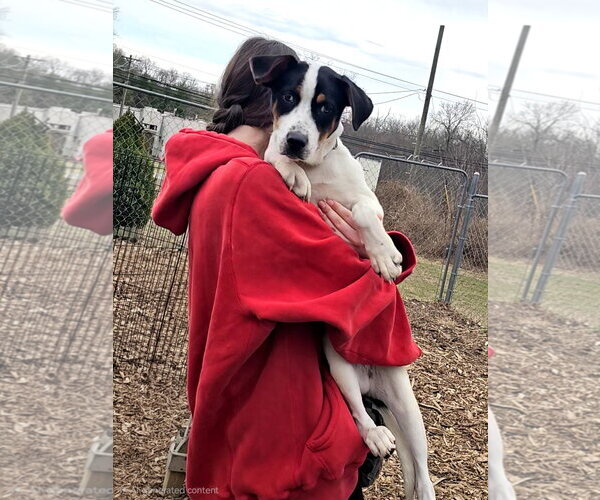 Medium Photo #7 Mutt Puppy For Sale in Bloomingdale, NJ, USA