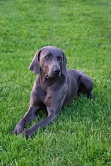 Father of the Weimaraner puppies born on 06/28/2018