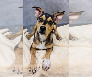 Mutt Dogs for adoption in Woodbury, NY, USA