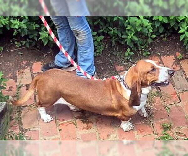 Medium Photo #4 Basset Hound Puppy For Sale in Deepwater, NJ, USA