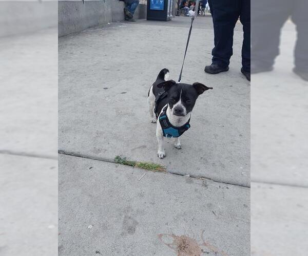 Medium Photo #1 Chihuahua Puppy For Sale in Chula Vista, CA, USA