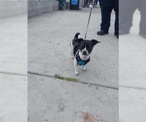 Chihuahua Dogs for adoption in Chula Vista, CA, USA