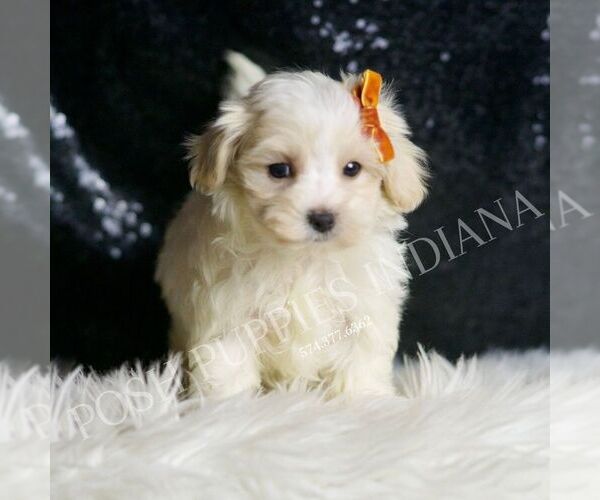 Medium Photo #3 Maltipoo Puppy For Sale in WARSAW, IN, USA