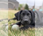 Small #2 Labrador Retriever Mix