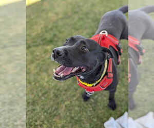 American Pit Bull Terrier-Unknown Mix Dogs for adoption in El Centro, CA, USA