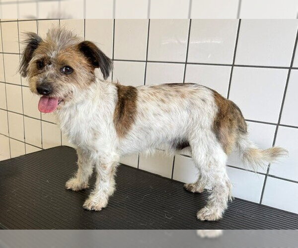 Medium Photo #1 Mutt Puppy For Sale in Downey, CA, USA