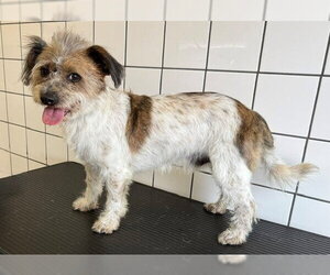 Mutt Dogs for adoption in Downey, CA, USA