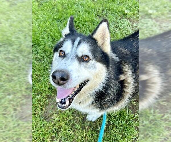Medium Photo #1 Siberian Husky Puppy For Sale in Sacramento, CA, USA
