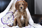 Small Photo #1 Goldendoodle (Miniature) Puppy For Sale in CLAY, PA, USA
