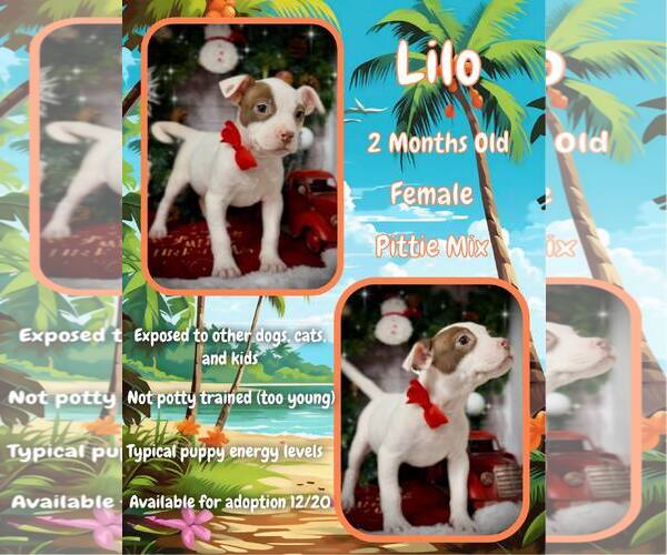 Medium Photo #3 Mutt Puppy For Sale in Jacksonville, NC, USA