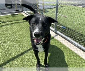 Border Collie-Unknown Mix Dogs for adoption in Grand Prairie, TX, USA