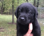 Small Photo #9 Labrador Retriever Puppy For Sale in CHILLICOTHE, MO, USA